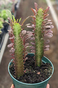 6" Euphorbia Trigona Red